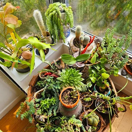 T2 A La Liberation, * 니스